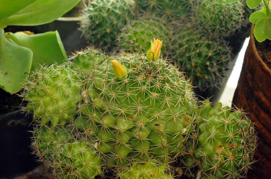 cactus holguín ELA 11