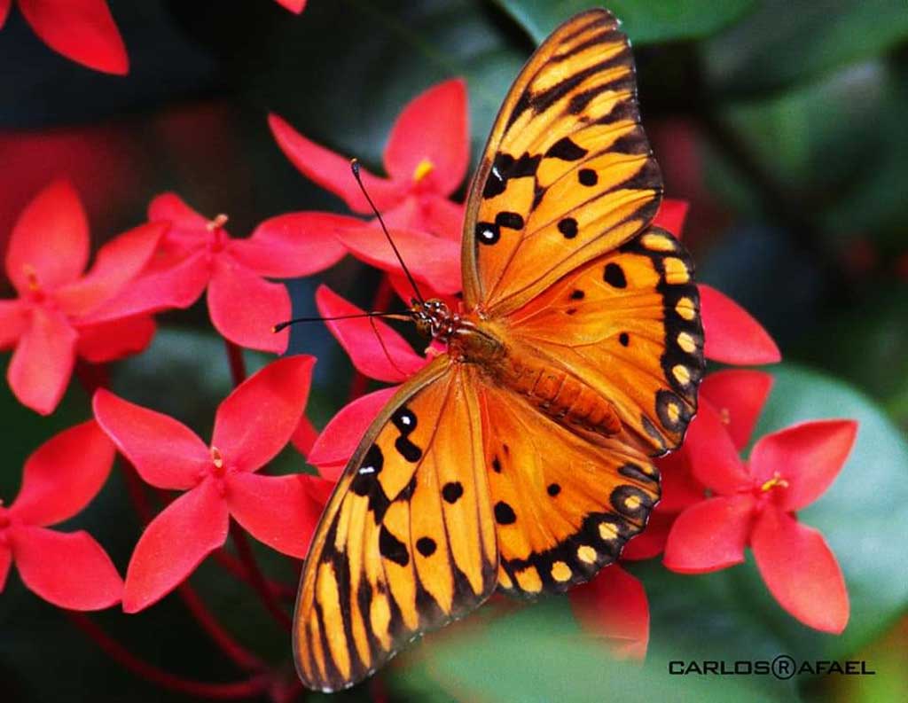 mariposas magia fotorrep CRD 1