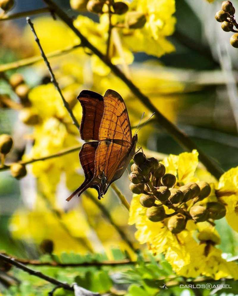 mariposas magia fotorrep CRD 10