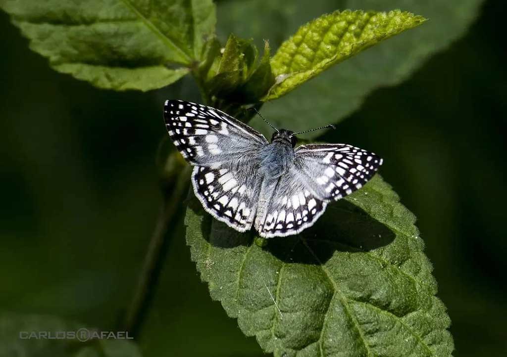 mariposas magia fotorrep CRD 11