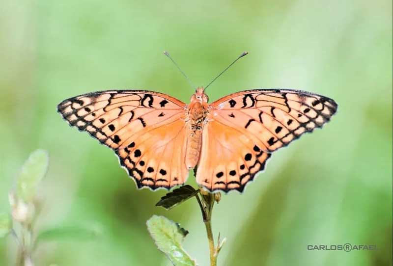 mariposas magia fotorrep CRD 2