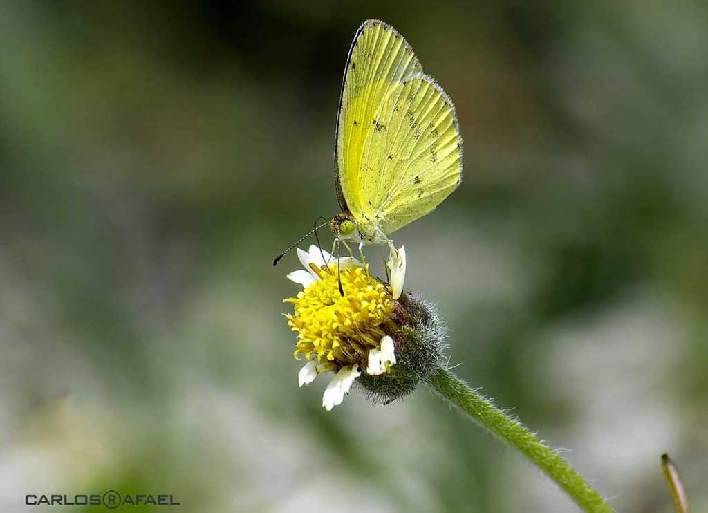 mariposas magia fotorrep CRD 3