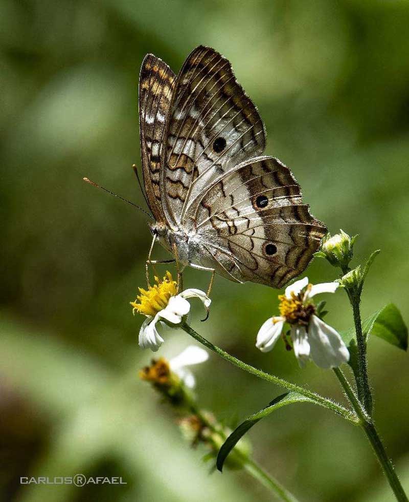 mariposas magia fotorrep CRD 4