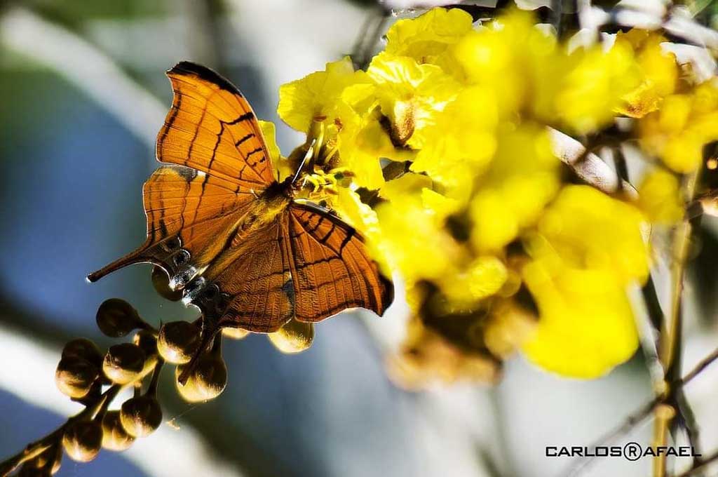 mariposas magia fotorrep CRD 5