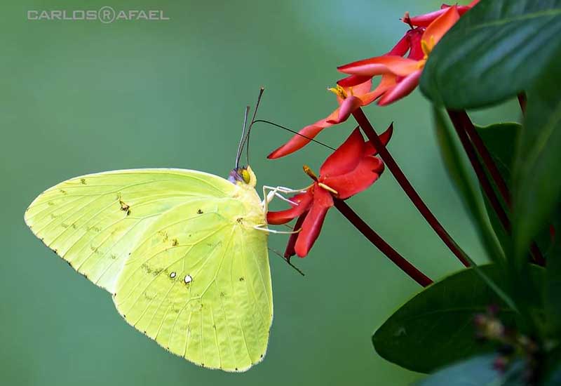 mariposas magia fotorrep CRD 6