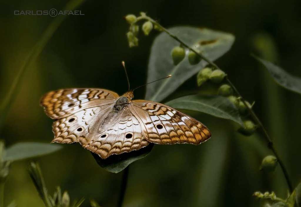 mariposas magia fotorrep CRD 7