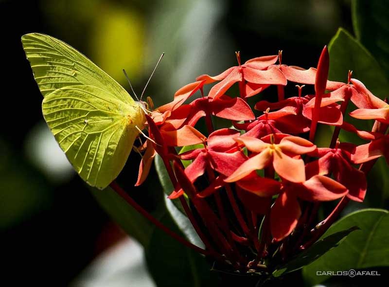 mariposas magia fotorrep CRD 8