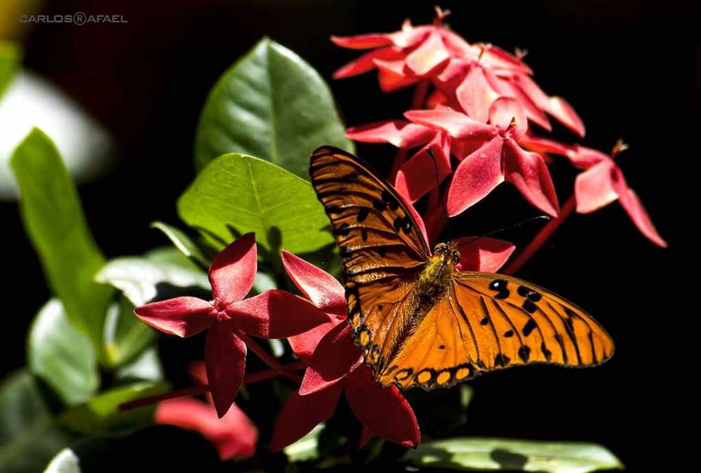 mariposas magia fotorrep CRD 9
