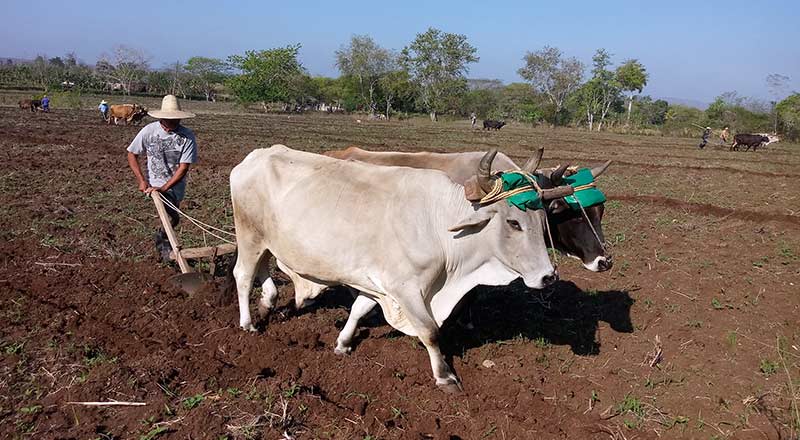 anap actividades FGD 1