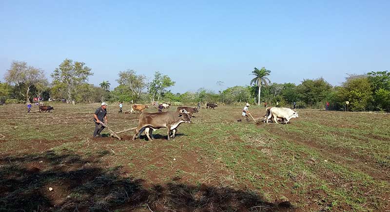 anap actividades FGD 2