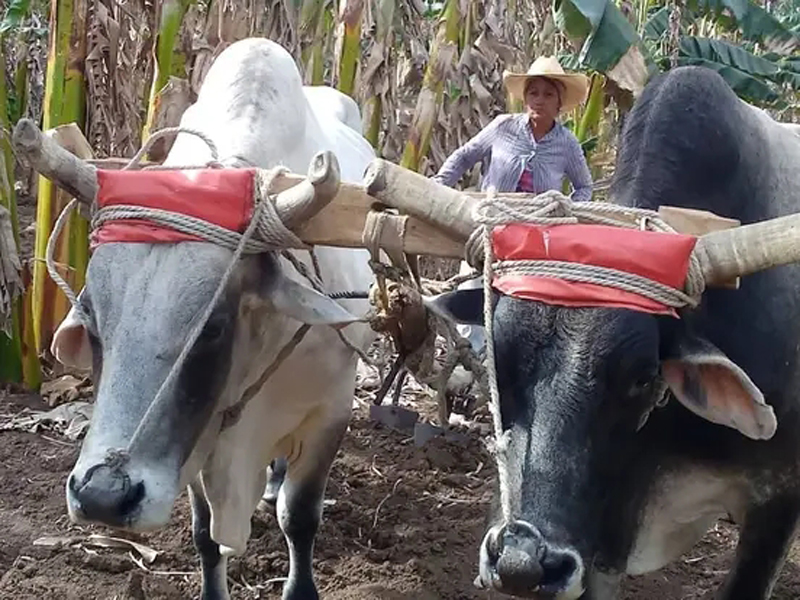 dania surco 8