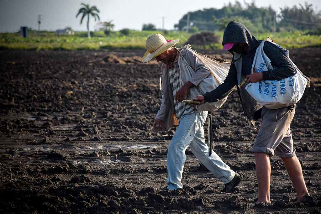 Día campesino 11