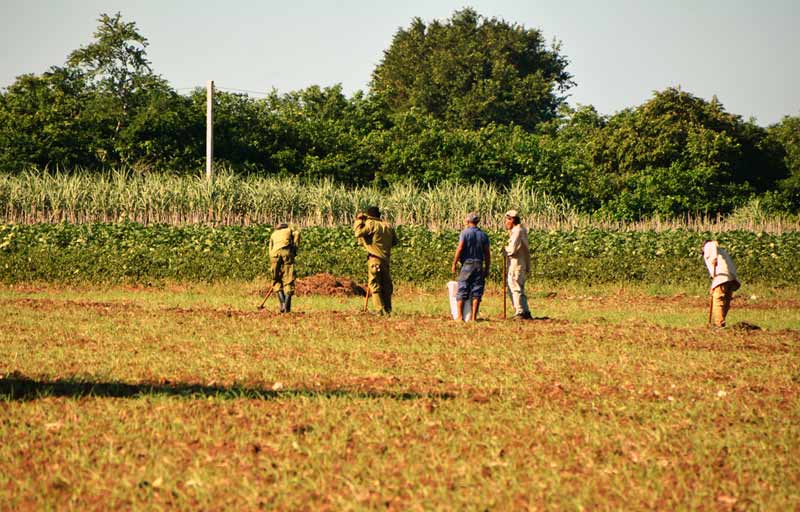 koica productores beneficios ATH 11