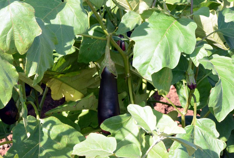 productores beneficios ATH 12