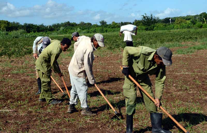 koica productores beneficios ATH 2