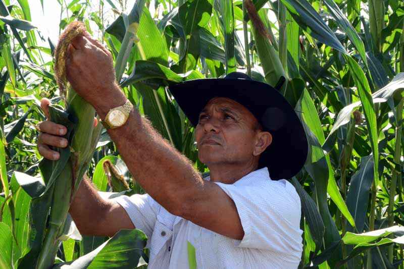 productores beneficios ATH 8