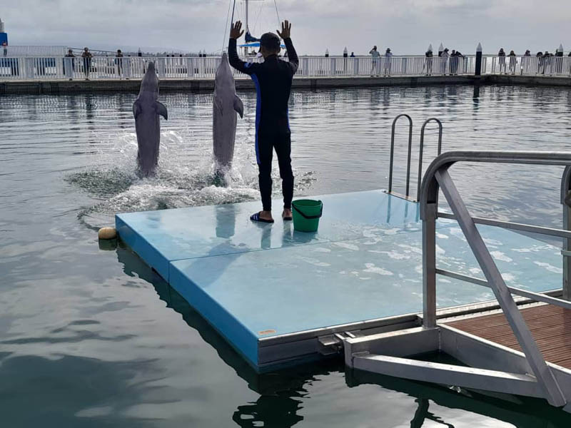 El nuevo Delfinario fue uno de los sitios visitados. MegaFam 02