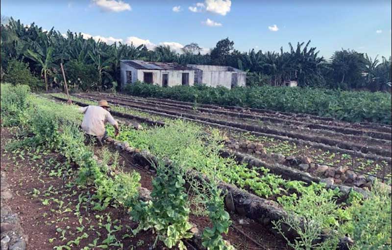 tierra organopónico ELA 1