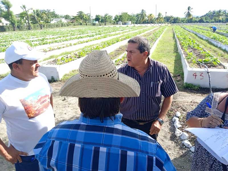 tierra organopónico ELA 10