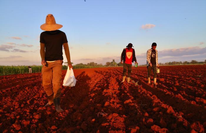 agricultura