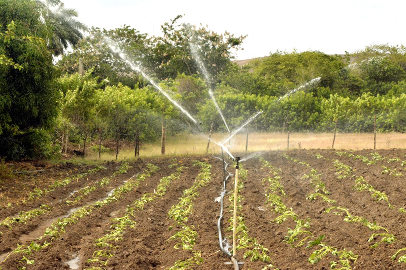defensa Foto 09 Siembra y Regadio