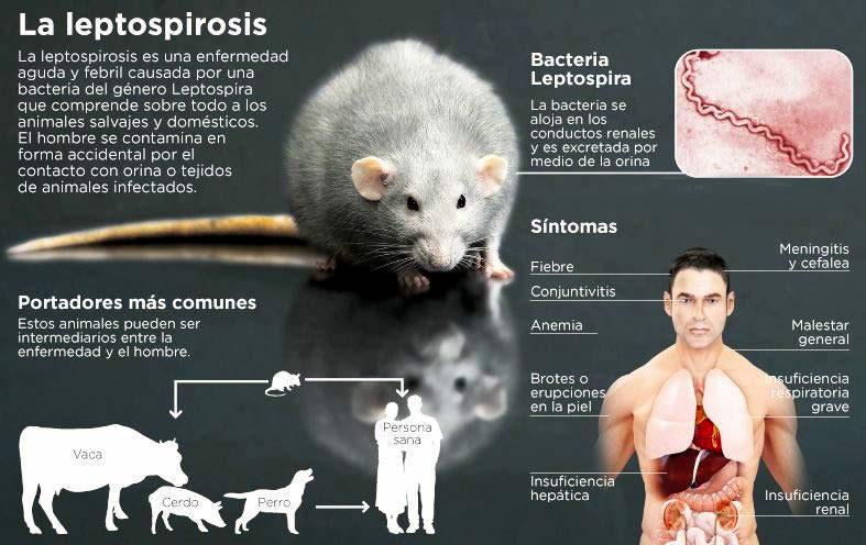 lluvias leptospirosis ciclo1