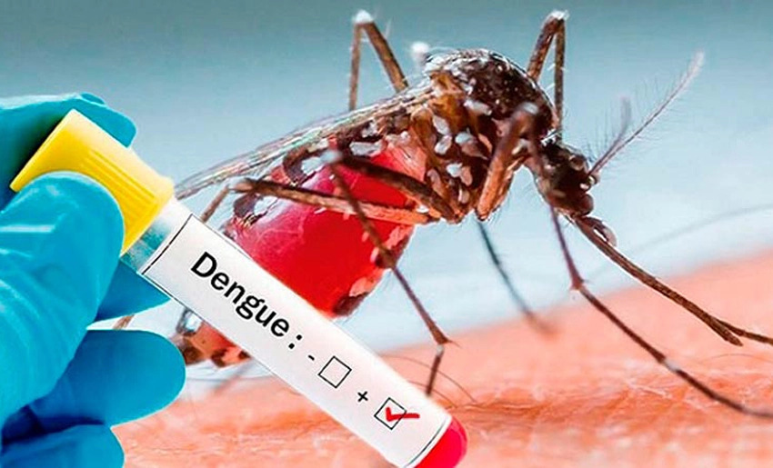 Aedes aegypti mosquito dengue fever