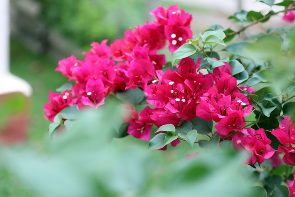 flores foto 001