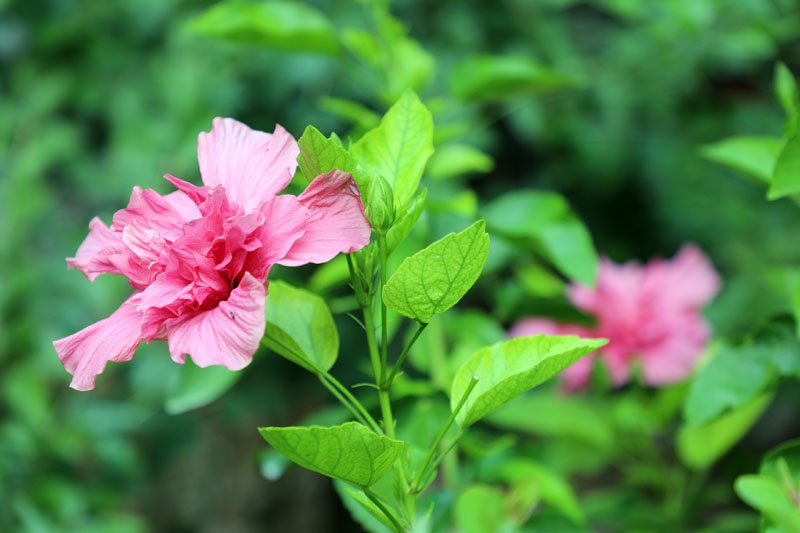 flores foto 002