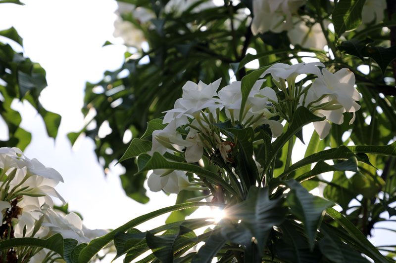 flores foto 003