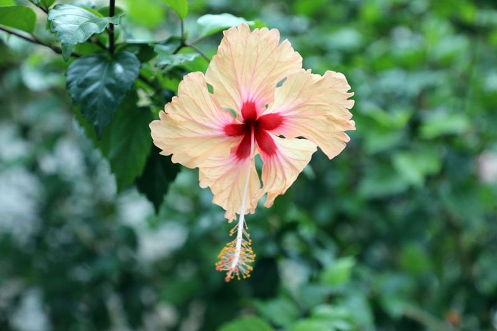 flores foto 004