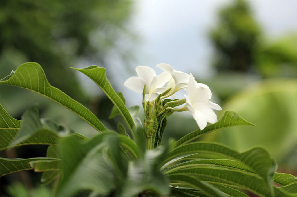 flores foto 006