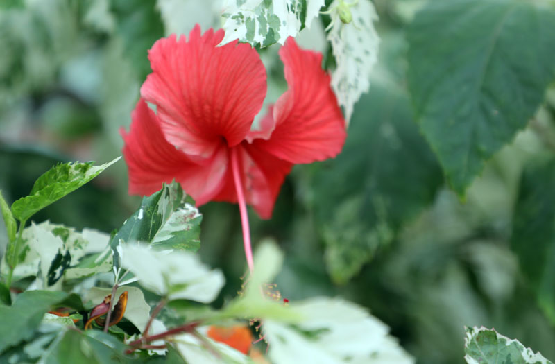 flores foto 008