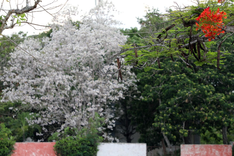 flores foto 010