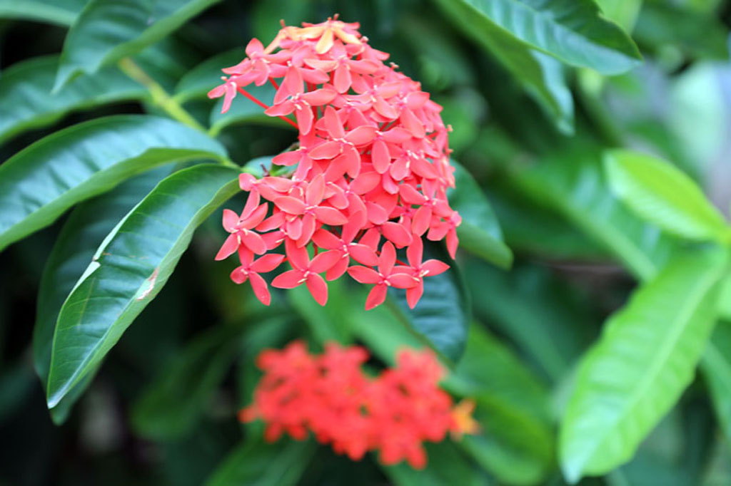 flores foto 011