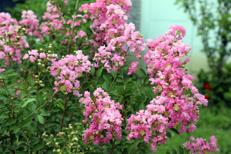 flores foto 012