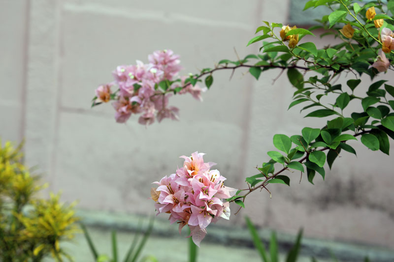 flores foto 013