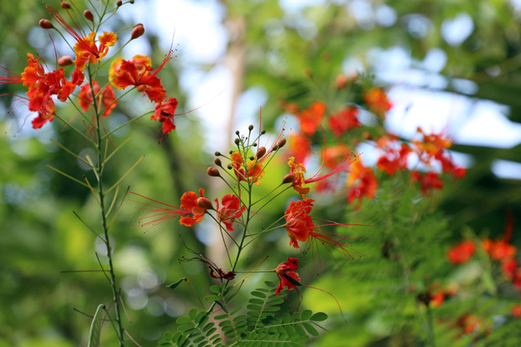 flores foto 014