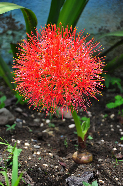 jardin botanico hlg 11