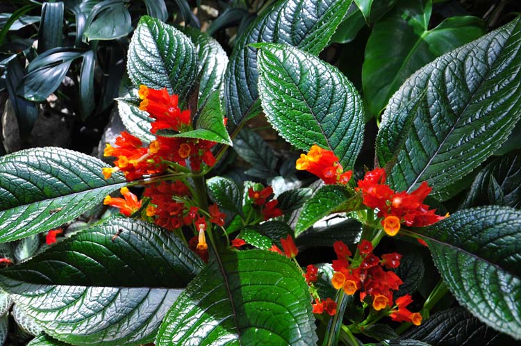 jardin botanico holguin 5