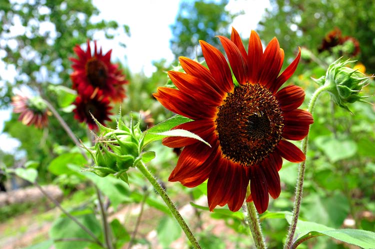 jardin botanico holguin 9