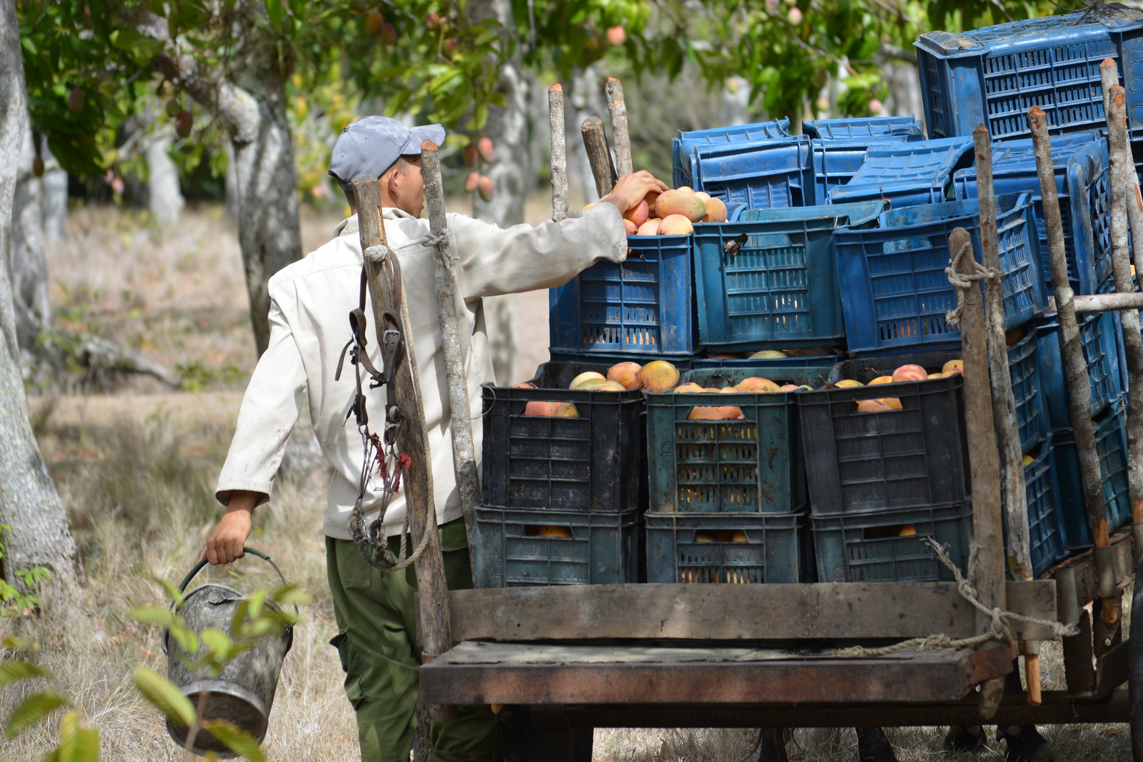 Carretón lleno de mangos