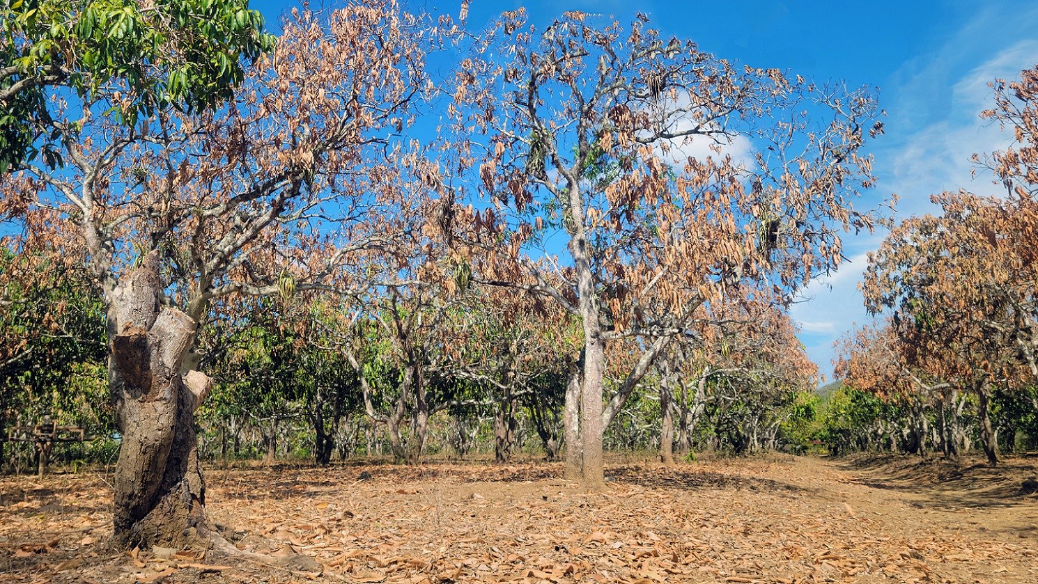 Sequía en mangales del valle de Santa Rosa
