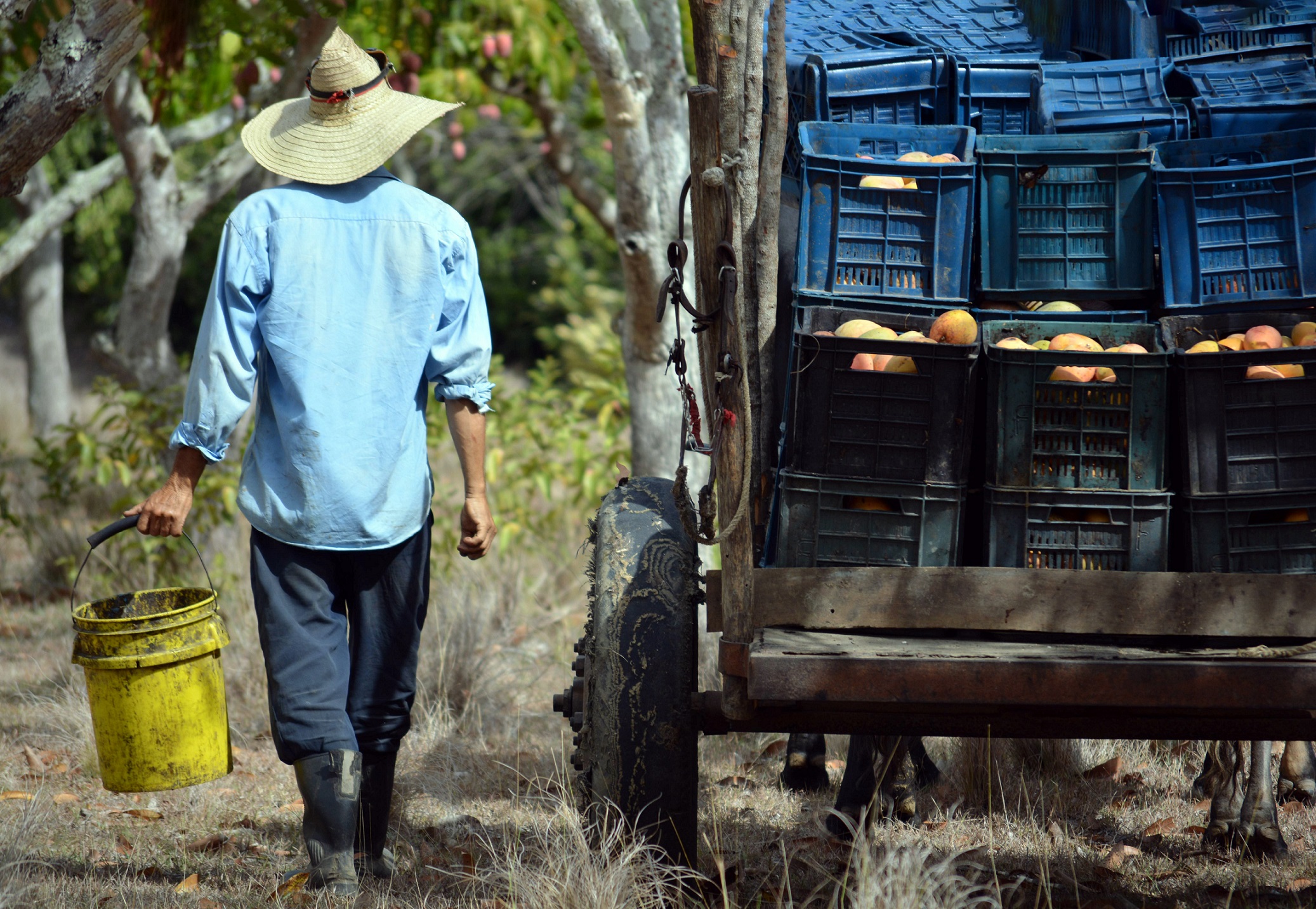 Carreton lleno de mangos