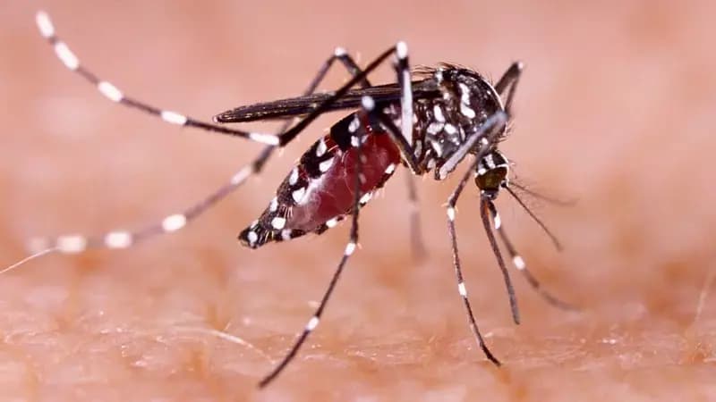 mosquito dengue