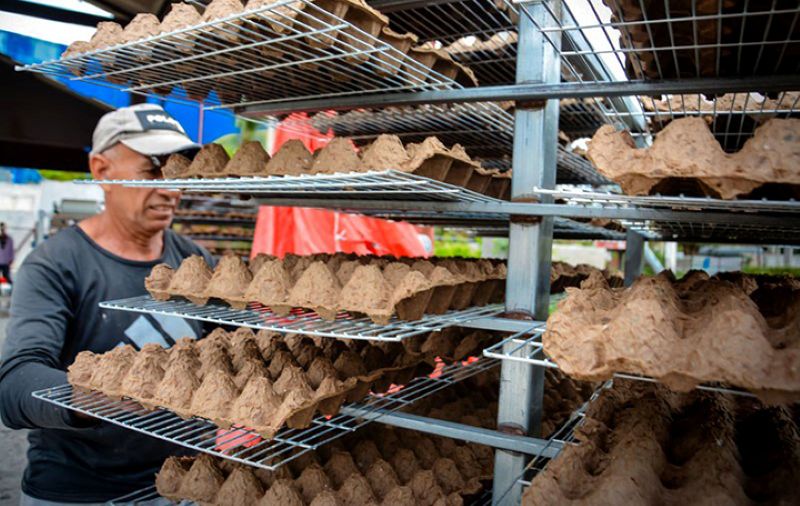 cooperacion holguin cartones huevoh2