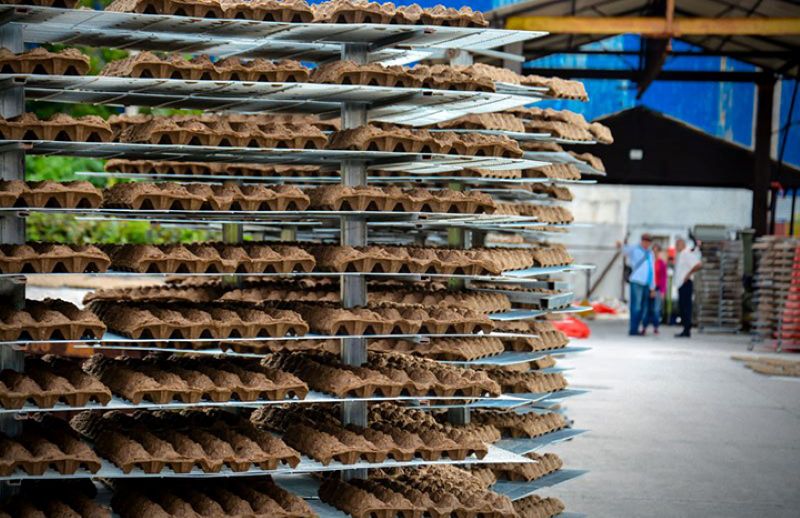 cooperacion holguin cartones huevoh5