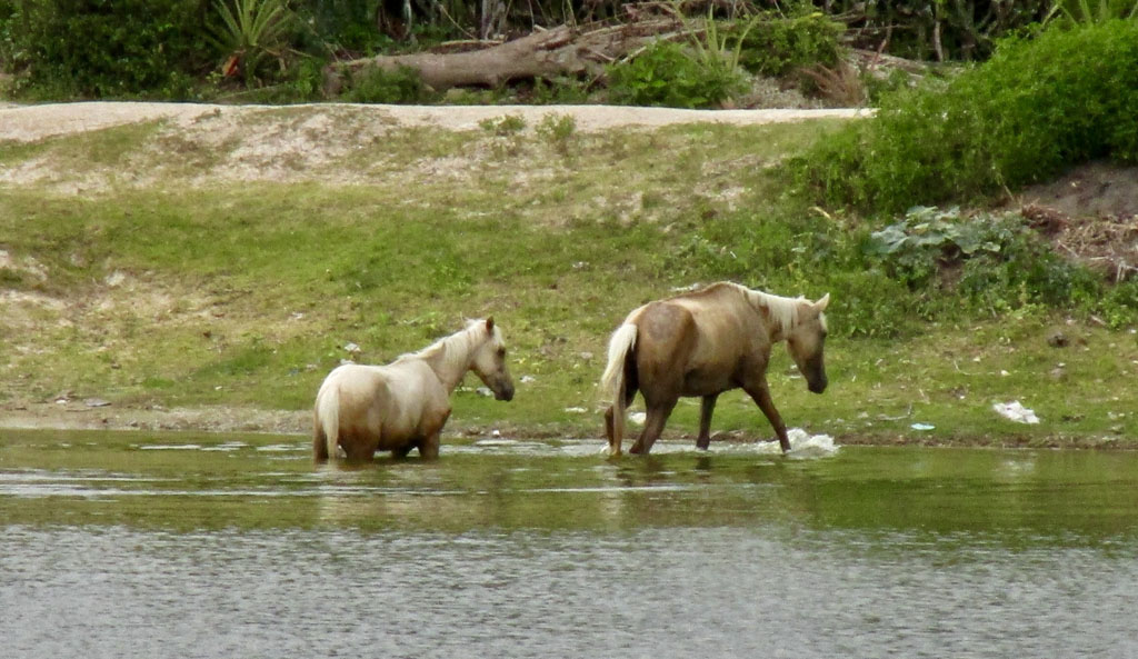 campo cuba 03