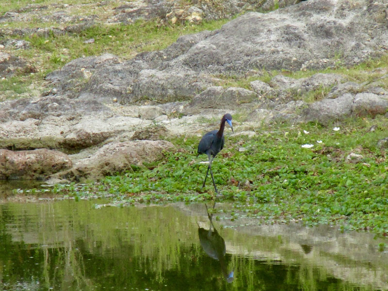 campo cuba 08