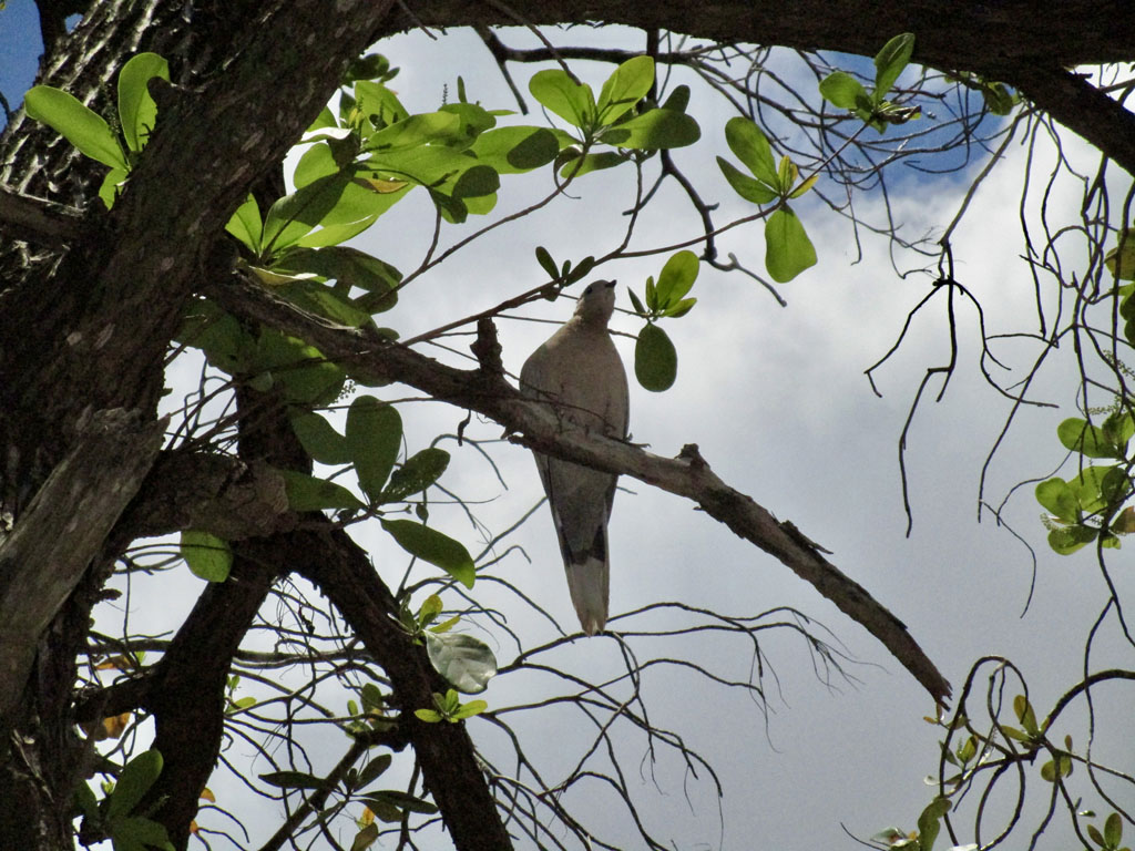 campo cuba 09